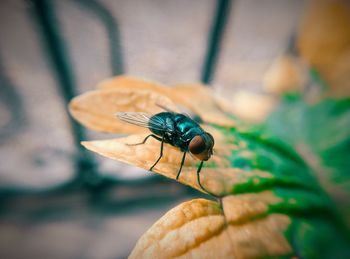 Close-up of fly