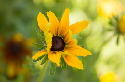 Close-up of yellow flower