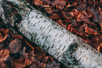 Close-up of tree trunk