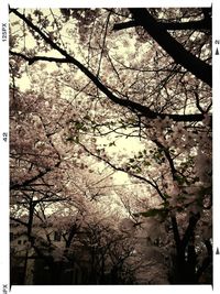 Low angle view of bare trees