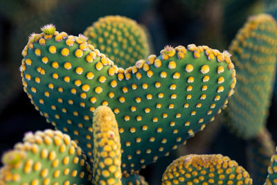 Close-up of succulent plant