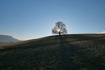 Tree on field against clear sky