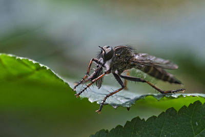 Close-up of insect on plant