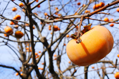 Low angle view of orange fruit on tree