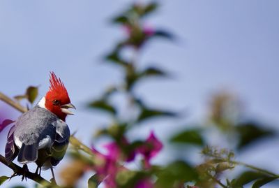 Close-up of bird perching on flower