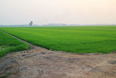 Scenic view of agricultural field against sky during foggy weather