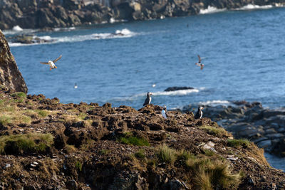 Seagulls flying over sea