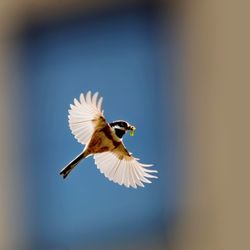 Close-up of bird flying against sky