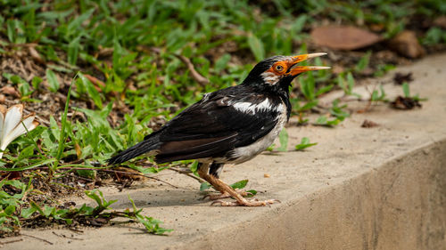 Close-up of bird perching on a land