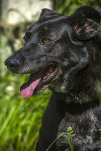 Close-up of dog looking away