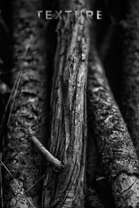 Close-up of tree trunk