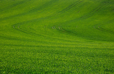 High angle view of green landscape