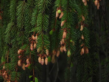 Close-up of pine tree