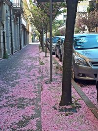 Footpath amidst trees in city