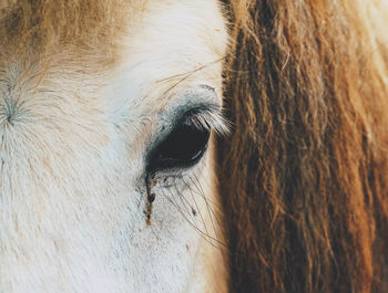 Close-up of a horse