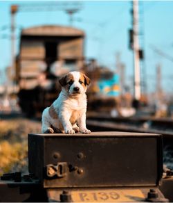 one animal