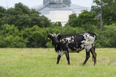 View of horse on field