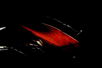 Close-up of tree at night