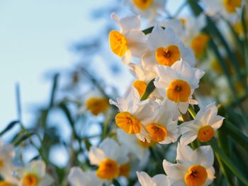 Low angle view of flowering plant