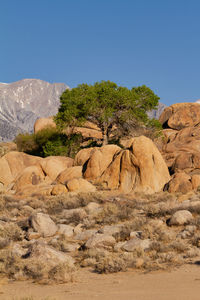 Lone tree in alabama hills with the eastern sierra mountains in the background