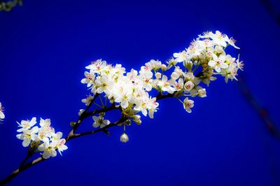 Close-up of white flowers