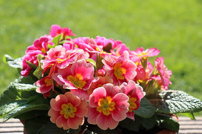 Close-up of pink flowering plants