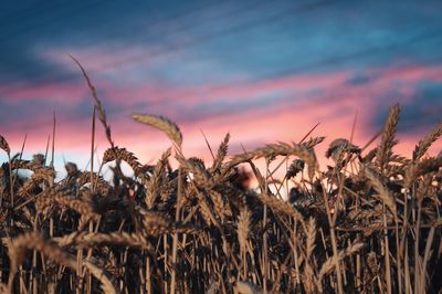 Close-up of wheat plants on field against sky during sunset