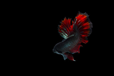 Close-up of jellyfish against black background