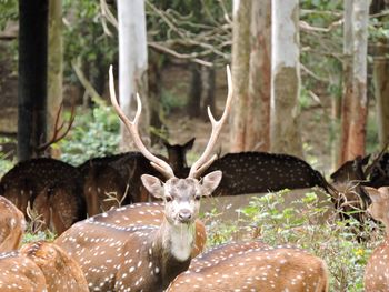 Portrait of cat on tree