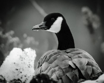 Close-up of bird