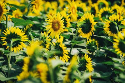 Close-up of yellow flowering plants on field