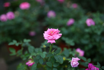 Close-up of pink flowering plants in park