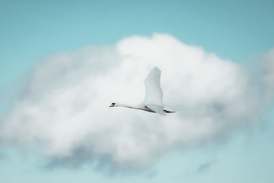 Low angle view of a swan flying in sky