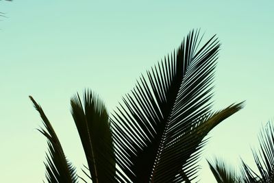 Low angle view of palm tree against clear sky