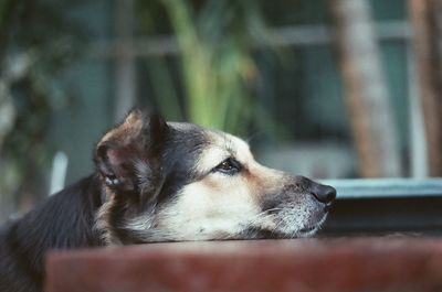 Side view of a dog looking away