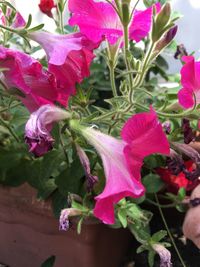 Close-up of pink flowers