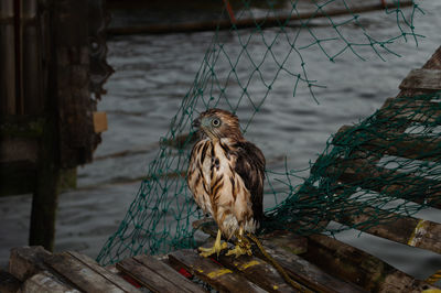 Bird perching on wood against lake