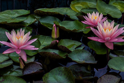 Close-up of pink lotus water lily in pond