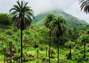 Palm trees against sky