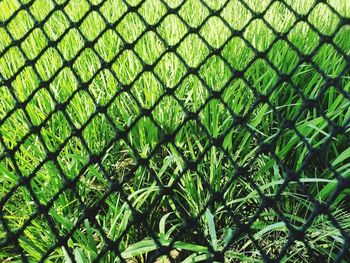 Full frame shot of plants