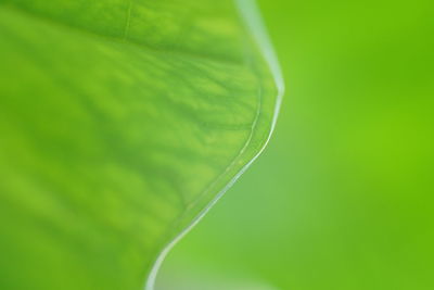 Close-up of green leaf