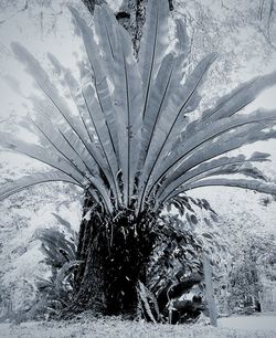 Snow covered field