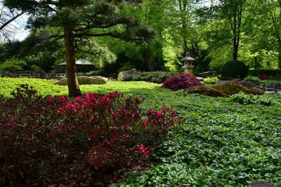 View of plants on landscape