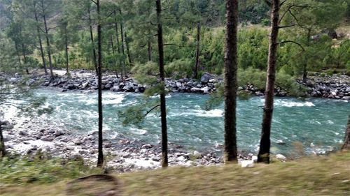 Scenic view of river stream amidst trees in forest