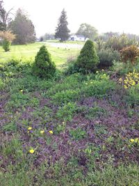 Trees growing on grassy field