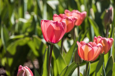 Close-up of pink tulips