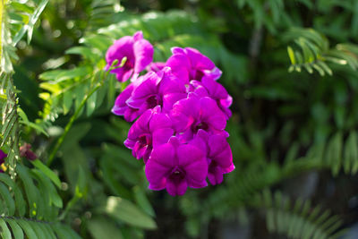 Close-up of pink flowers blooming outdoors