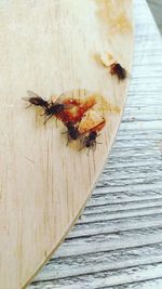 High angle view of insect on wooden table