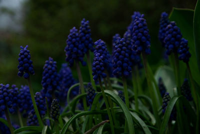 Close-up of purple flowering plants on field