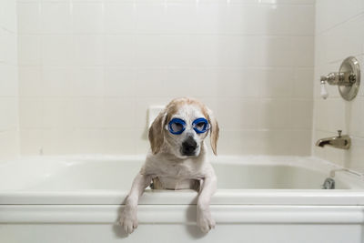 Dog wearing swimming goggles in bathtub at home